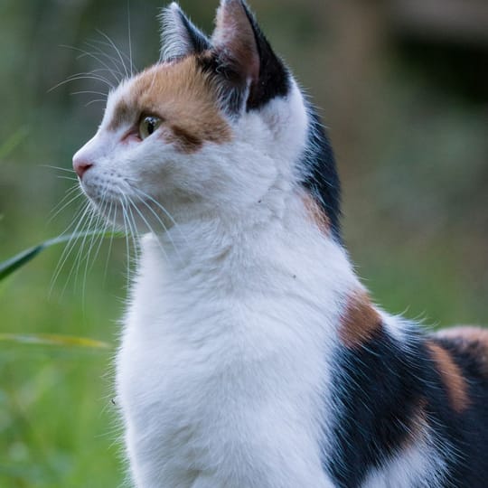 Felis catus surveying its landscape